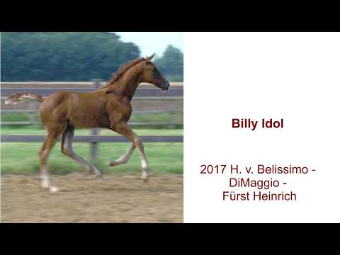 Billy Idol 2017 Hf v Belissimo x DiMaggio x Fuerst Heinrich