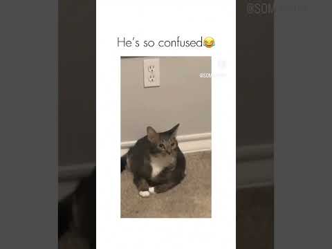 meow meow ringtone