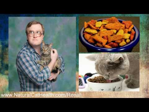 Best Food For Cats With Kidney Disease