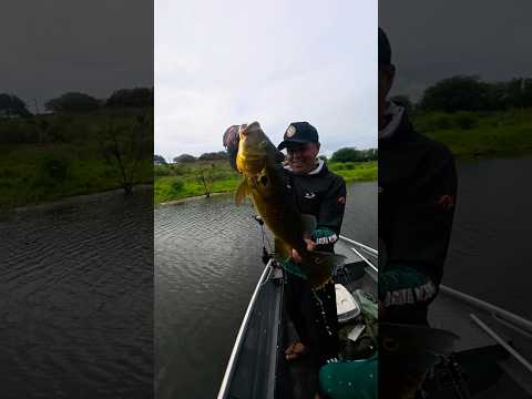 Tucunaré pinima em Boqueirão Paraíba