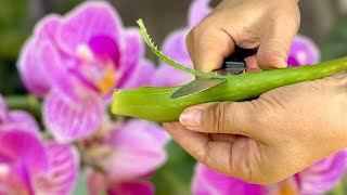 Bought an Unique Orchid – Using My Powerful Method🪴 🌺