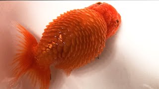 ポップ アイ 金魚 Watch Hd Mp4 Videos Download Free