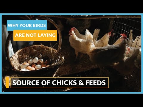 Why my birds are not laying Lesson 1 Choice of chicks