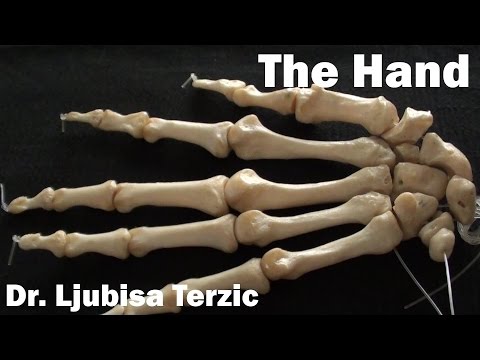 Skeleton of the Hand - Anatomy - Carpal and metacarpal bones, phalanges