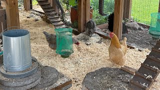 Summer Chicken Run Clean Up & Garden Tour ~ With Twin Cities Adventures