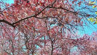 June - Camper Van Beethoven cover