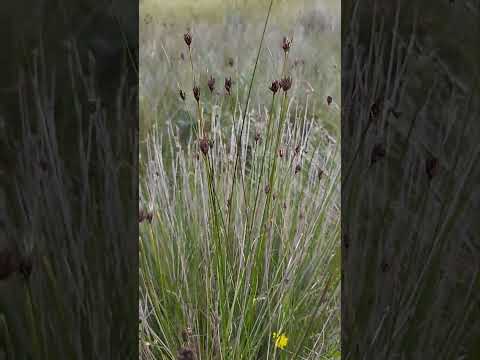 Schwarzes Kopfried (Schoenus nigricans): Der Wächter der Dünentäler