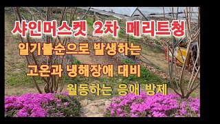 신초발아기 10일전 메리트청과 함께하면 좋은 것들...