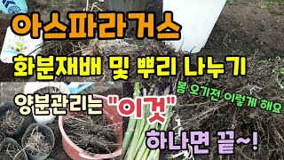 아스파라거스종근 뿌리 나누기와 화분 만들기 아스파라거스 양분관리 이것 양액 하나면 쉽습니다 아스파라거스화분재…