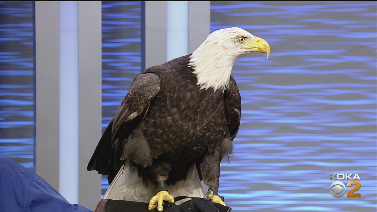 National Aviary Introduces Flinn The Bald Eagle