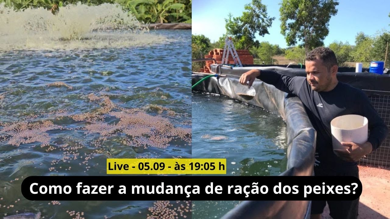Live: Como fazer a mudança da ração dos peixes