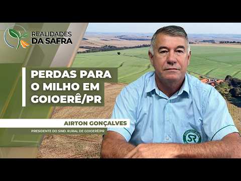 Falta de chuvas e altas temperaturas já trazem perdas de produtividade para o milho em Goioerê/PR