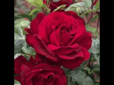 Azize arap orgu 2020