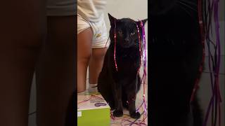 #cat #cute #catvideo #cutecat #funnyvideo #studywithmeandmycat #funny