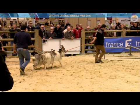 Voir la vidéo : Ring Ovins et Caprins du 02 mars 2017, partie 2