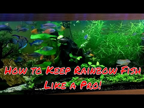 How To Be Successful With Rainbow Fish