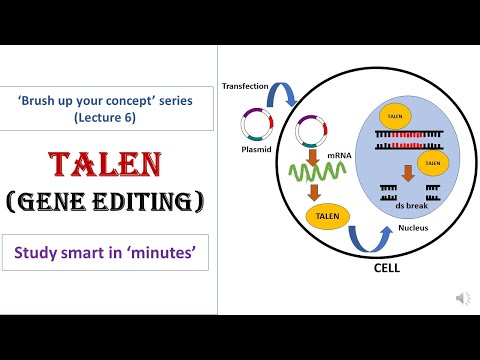 TALEN | Transcription activator like effector nuclease | Gene editing tool | Target specific