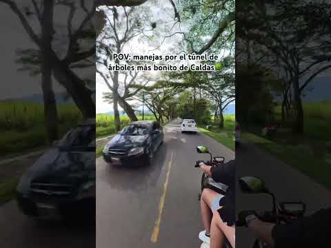 Este túnel natural de árboles queda en Viterbo, Caldas 🇨🇴 #Colombia #Caldas #Viterbo #Naturaleza