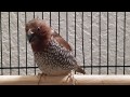 Spice Finch Singing (original upload)