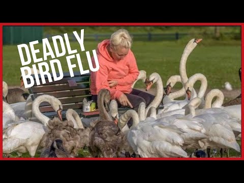 'Devastating' wave of swan deaths sparks bird flu fears
