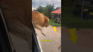 Download lagu When this dog got out of the car and approached him mp3