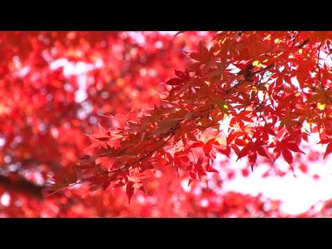 一橋大学（国立市）の景色『秋，祭』Hitotsubashi in Autumn