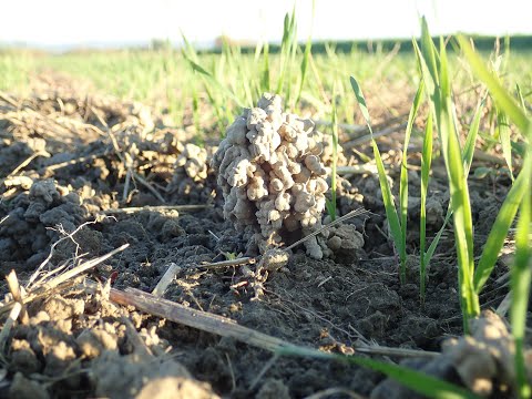 Dinkel nach Flächenrotte mit maximaler Frischmasse