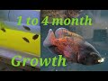 Oscar Fish 1 Month to 4 Month Growth Rate Part 1 #aquarium #oscarfishes #albinooscar #tigeroscar