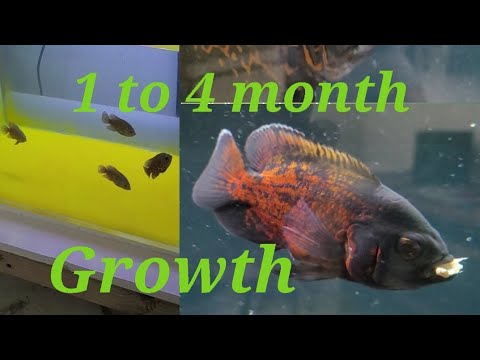 Oscar Fish 1 Month to 4 Month Growth Rate Part 1 