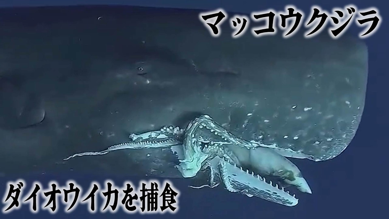 【動物解説】マッコウクジラvsダイオウイカ→撮影された結果wwwww【なんj/2ch/X/面白スレ】