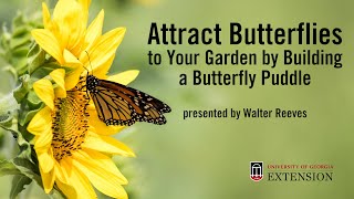 Attract Butterflies to Your Garden with a Butterfly Puddle with Walter Reeves