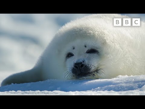 Adorable Seal Pup Starts to Explore | Frozen Planet II - BBC