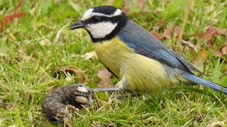 Download lagu Small bird fighting and eats big prey - African Blue Tit Vs Death’s-head Hawkmoth giant Carterpiller mp3 Download lagu Small bird fighting and eats big prey - African Blue Tit Vs Death’s-head Hawkmoth giant Carterpiller mp3