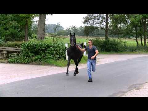 Sietlands Quincy HD Final