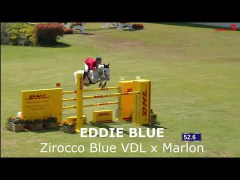 Zirocco Blue VDL (Mr. Blue x Voltaire)