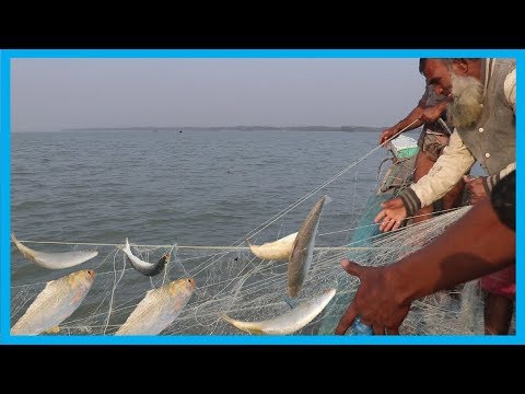 Amazing Fast Hilsa Fishing Skill | Catching Hilsa Fish Big on The Sea | Fish Corn