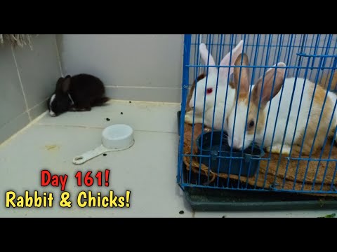 Day 161! Everyday Routine Cleaning of Pets Home! How to Neat & Clean Rabbit & Chicks House!
