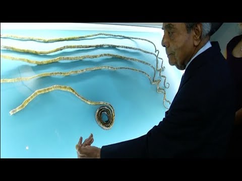 Ripley’s Believe It or Not unveils world’s longest fingernails
