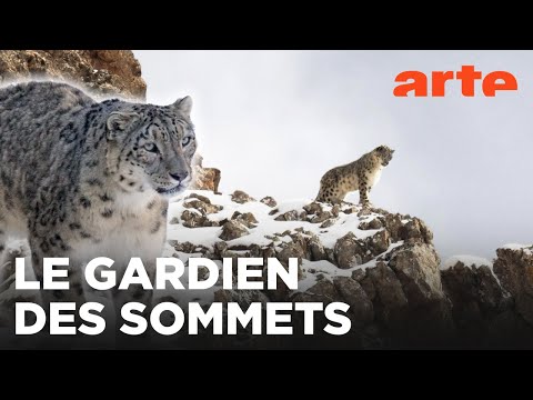 La panthère des neiges | ARTE Évasion
