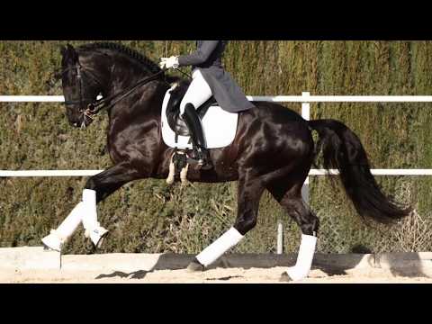 Advanced Black Lusitano Stallion 2012 160cm