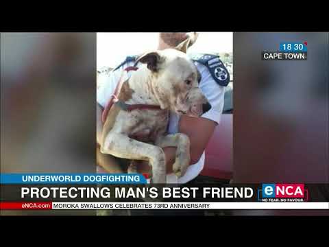 Calls to eradicate dogfighting