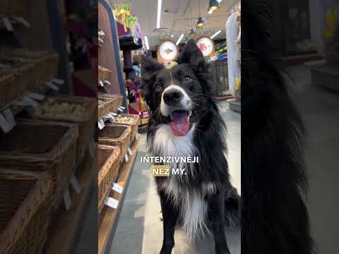 Proč se psi a kočky bojí ohňostroje?