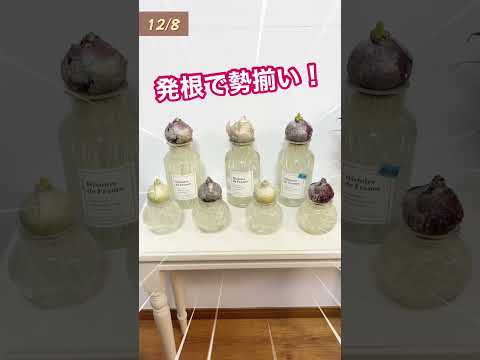 鉢植えのヒヤシンスの手入れ方法