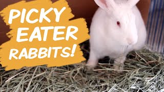 Picky Rabbits! 10 Tips to Get Rabbits to Eat More 