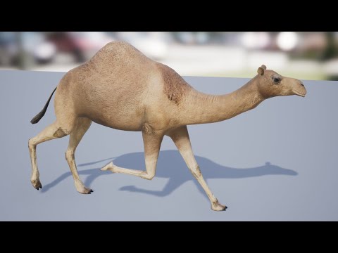 Medhue Camel for sale in Unreal Engine!