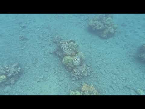 Maui 1194 - Hawaiian Sergeant Major - Mamo