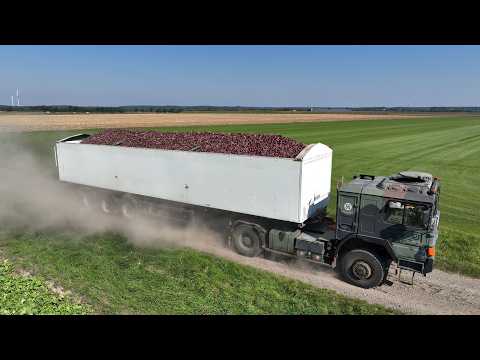 Rote Zwiebel-, Kartoffelernte und Rollrasen - Einblick in die Betriebsabläufe - Traktoren & BW LKW