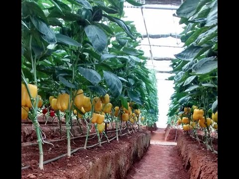 Simple Drip Irrigation Systems In Kenya by Grekkon Limited