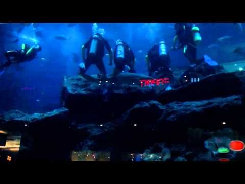 Aquarium, Dubai,Vereinigte Arabische Emirate