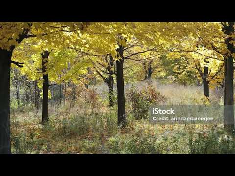 Mihai Eminescu - Afara-i Toamna (Clipa de poezie)